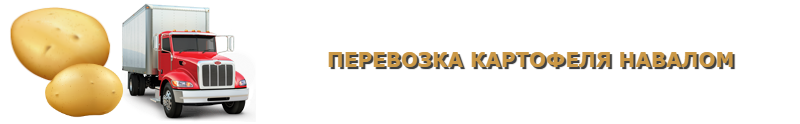 potatoes-perevozka-ttk-sl-com-kartofeli-rus-106