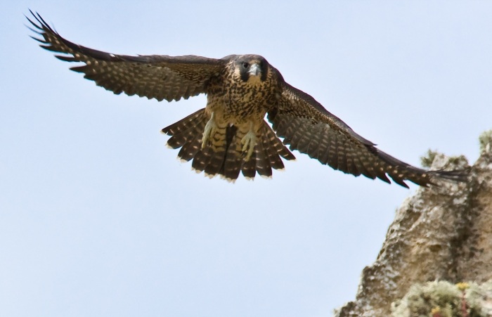 Peregrine Falcon, Morro Bay, CA 27 May 2008