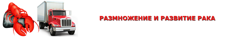 img-perevozka-rechnuh-rakov-ttk-sl-saptrans-ru-rechnueraki-1010