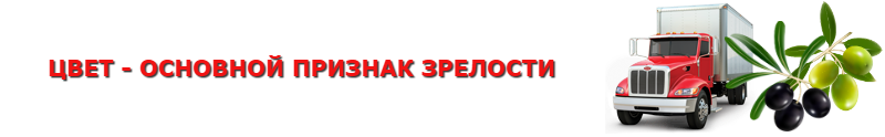 olivki-maslinu-ttk-sl-com-4997557224_006